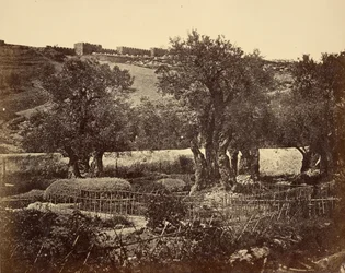 The Garden of Gethsemane